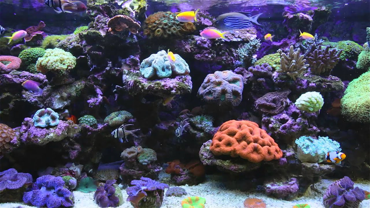 Free Fish Tank Wallpaper - Reef Aquarium Wallpaper Hd - HD Wallpaper 