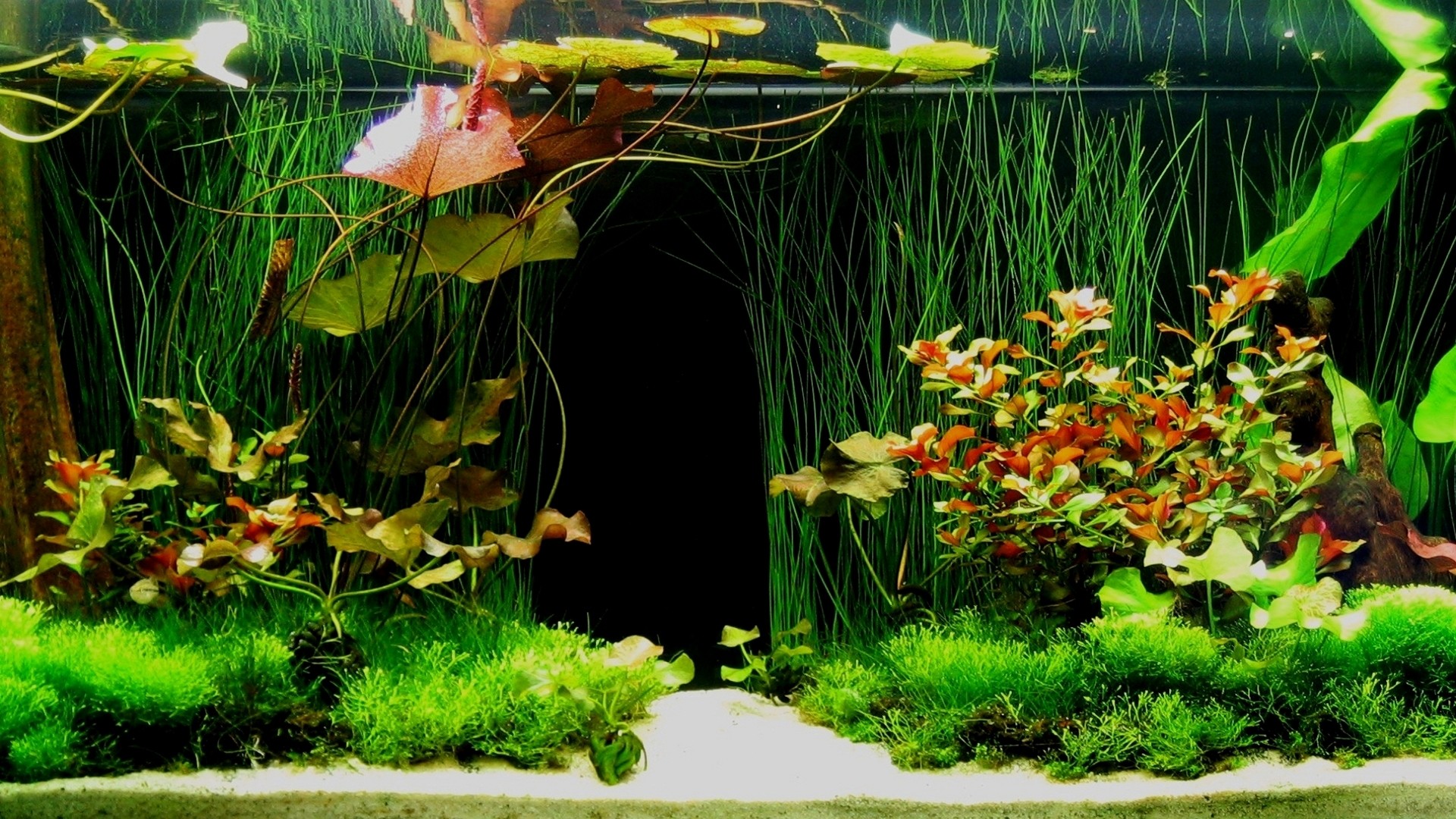Aquarium Background Image Data-src - Desktop Wallpaper Aquarium Hd - 1920x1080 Wallpaper Aquarium Background Image Data-src - Desktop Wallpaper Aquarium Hd - 1920x1080 Wallpaper