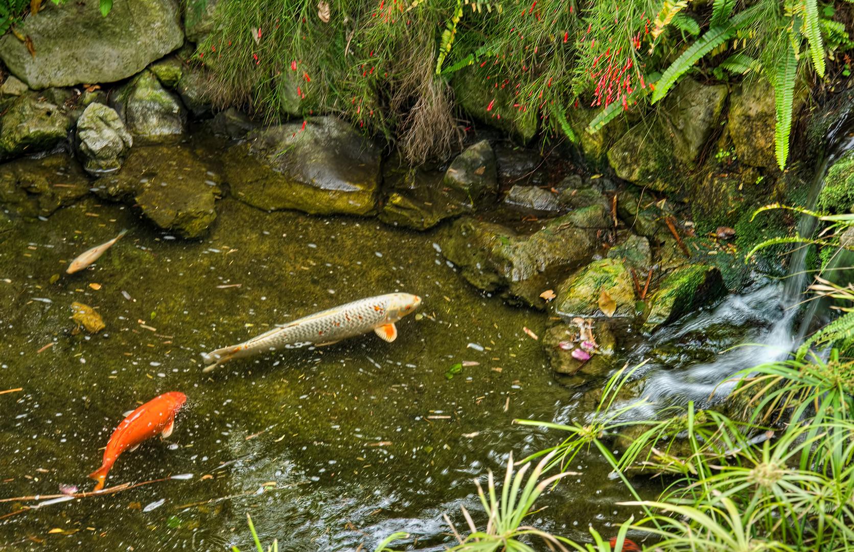 Fish Pond Wallpaper - Koi Pond - HD Wallpaper 