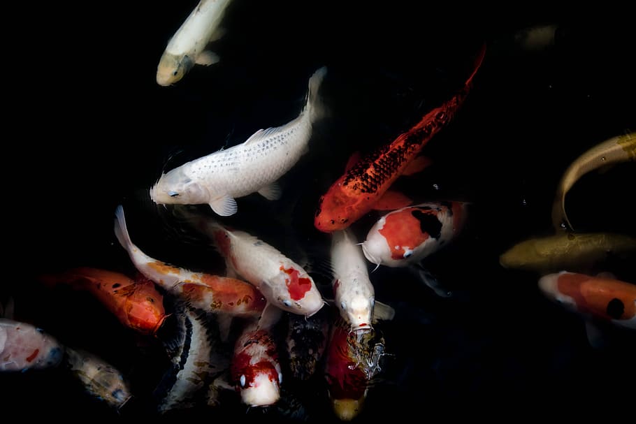 School Of Orange And White Koi, School Of Koi Fish, - HD Wallpaper 