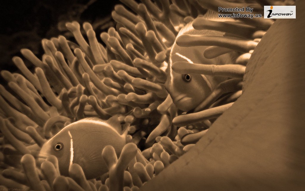 Fondos De Pantalla De Peces - HD Wallpaper 