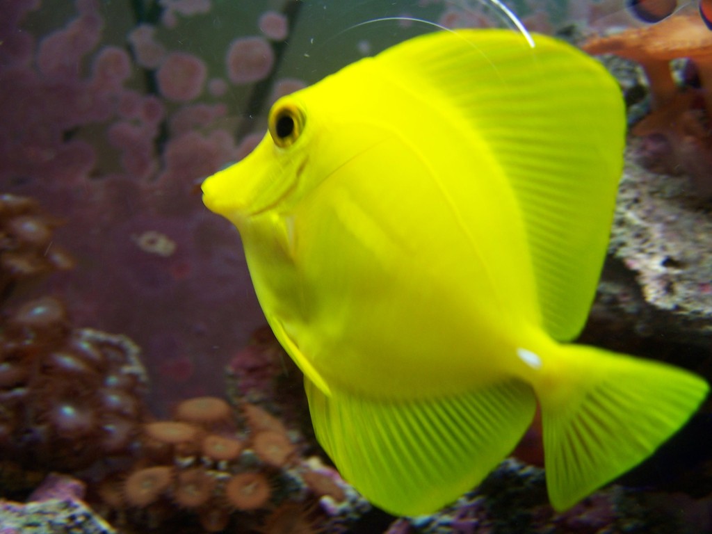 Awesome Hd Fish Tank Wallpapers - Hd Fish Wallpapers For Pc - HD Wallpaper 