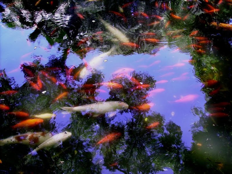 Koi Pond Reflections Wallpaper - Fish Pond - HD Wallpaper 