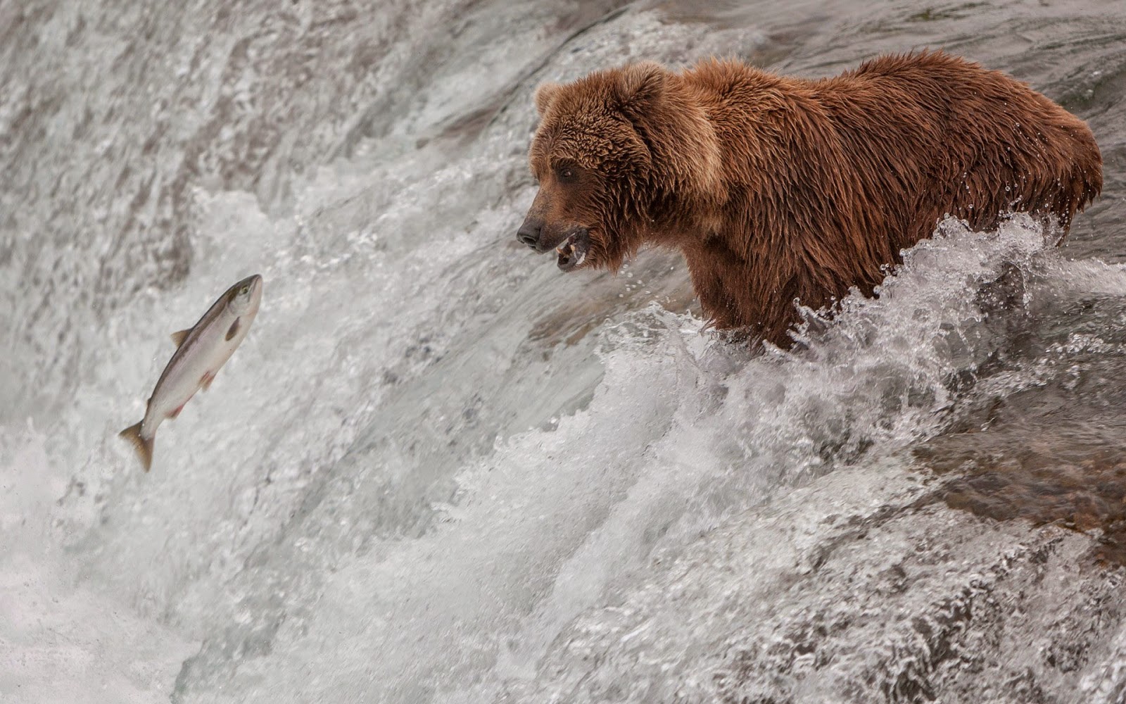 Animal Wallpaper Bear Fish River - Spanish Water Dog - HD Wallpaper 