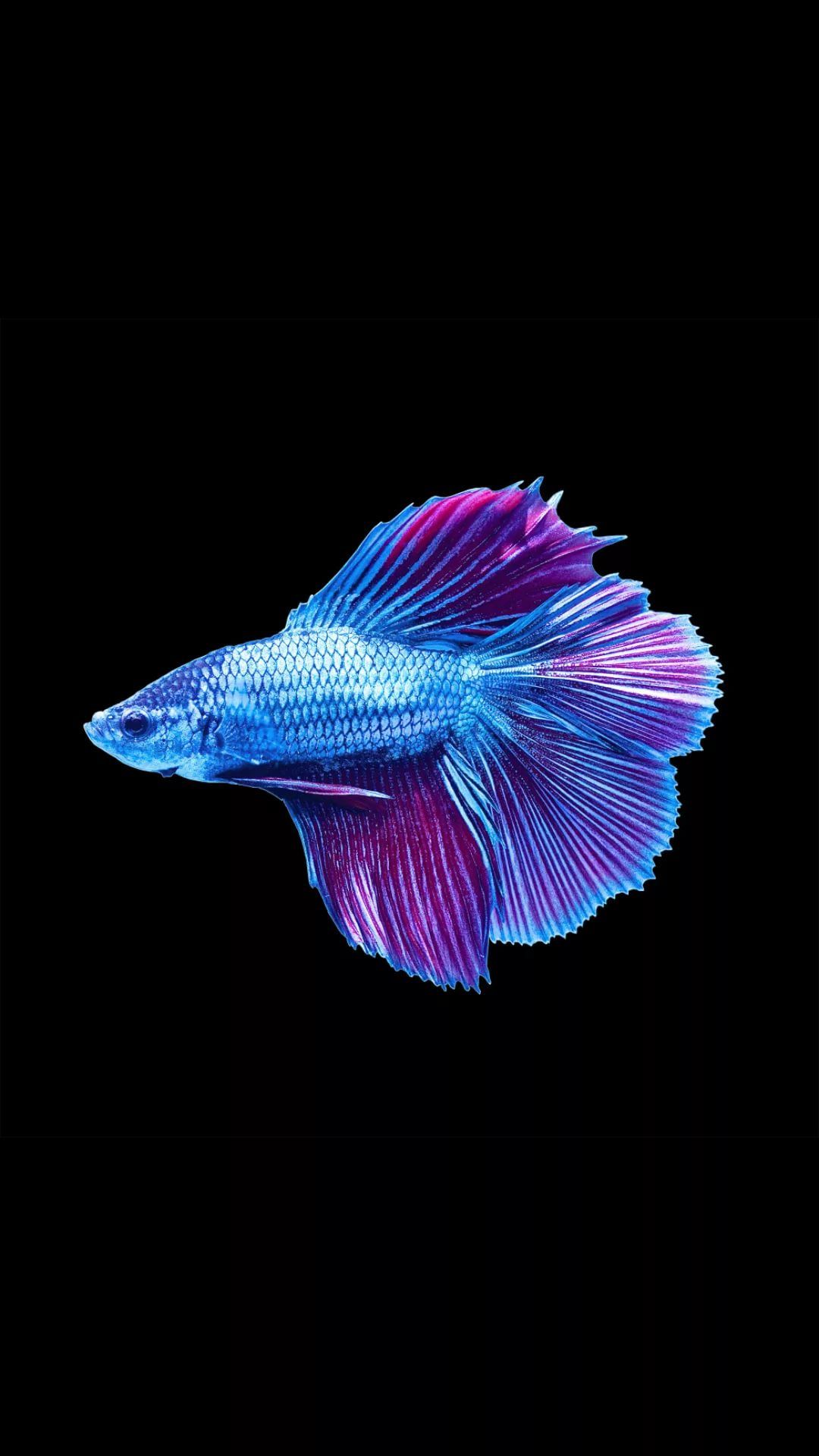 Betta Fish Hd Wallpaper - Siamese Fighting Fish Male - HD Wallpaper 