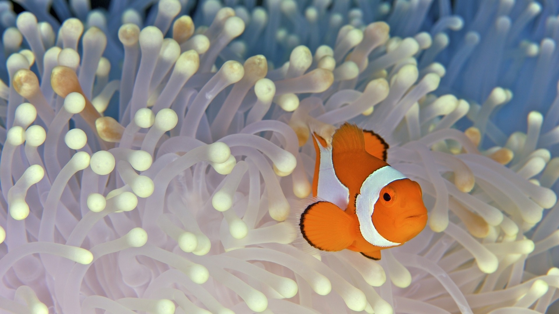 Clown Fish Background - HD Wallpaper 