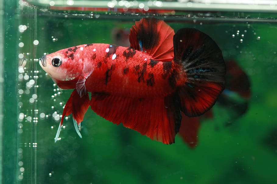 Betta, Fish, Hmpk, One Animal, Animal Themes, Animals - Betta Short Tail Koi - HD Wallpaper 