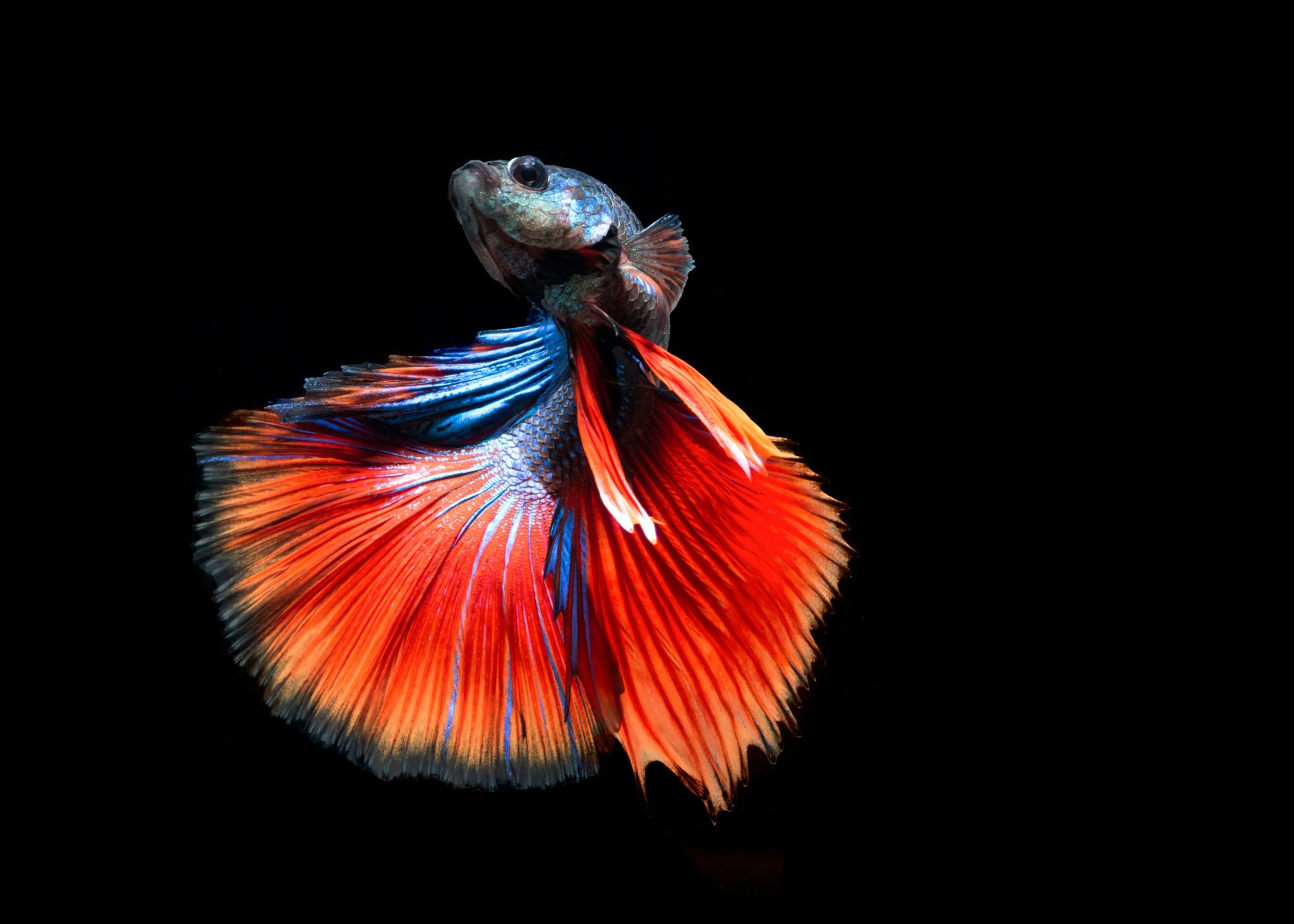 Betta Fish Wallpaper 1080p - HD Wallpaper 