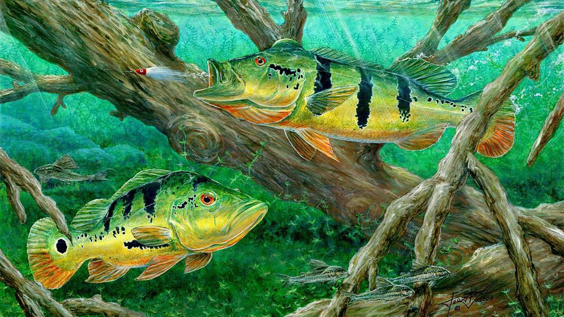 Bass Fishing Wallpapers Hd 9 
 Data Src - Catching Peacock Bass - Pavon - HD Wallpaper 