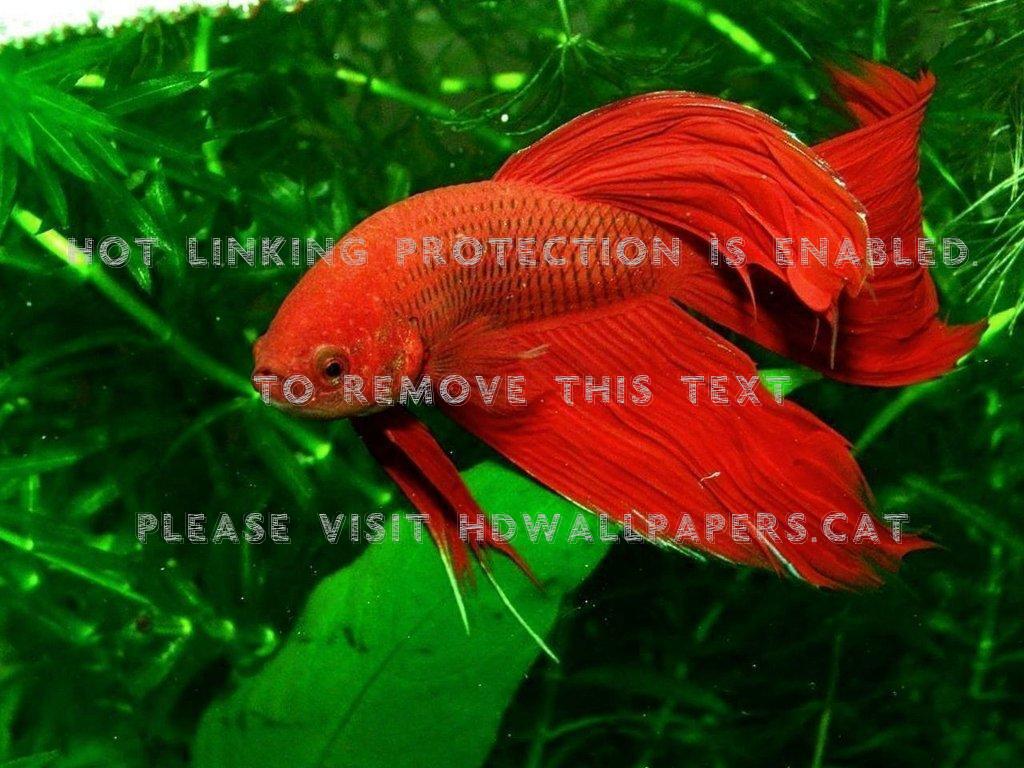 Aquarium - HD Wallpaper 