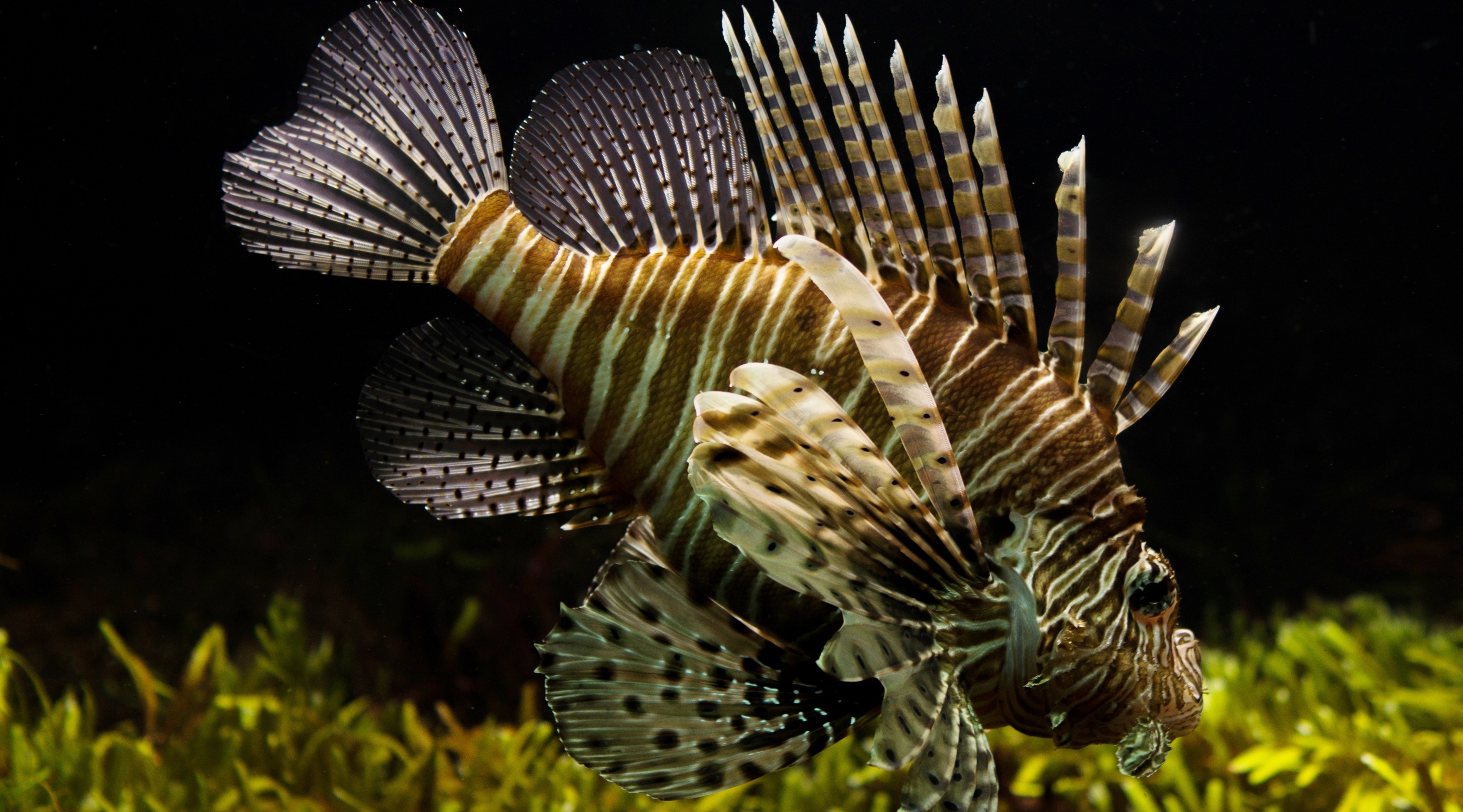 Lionfish 4k - HD Wallpaper 