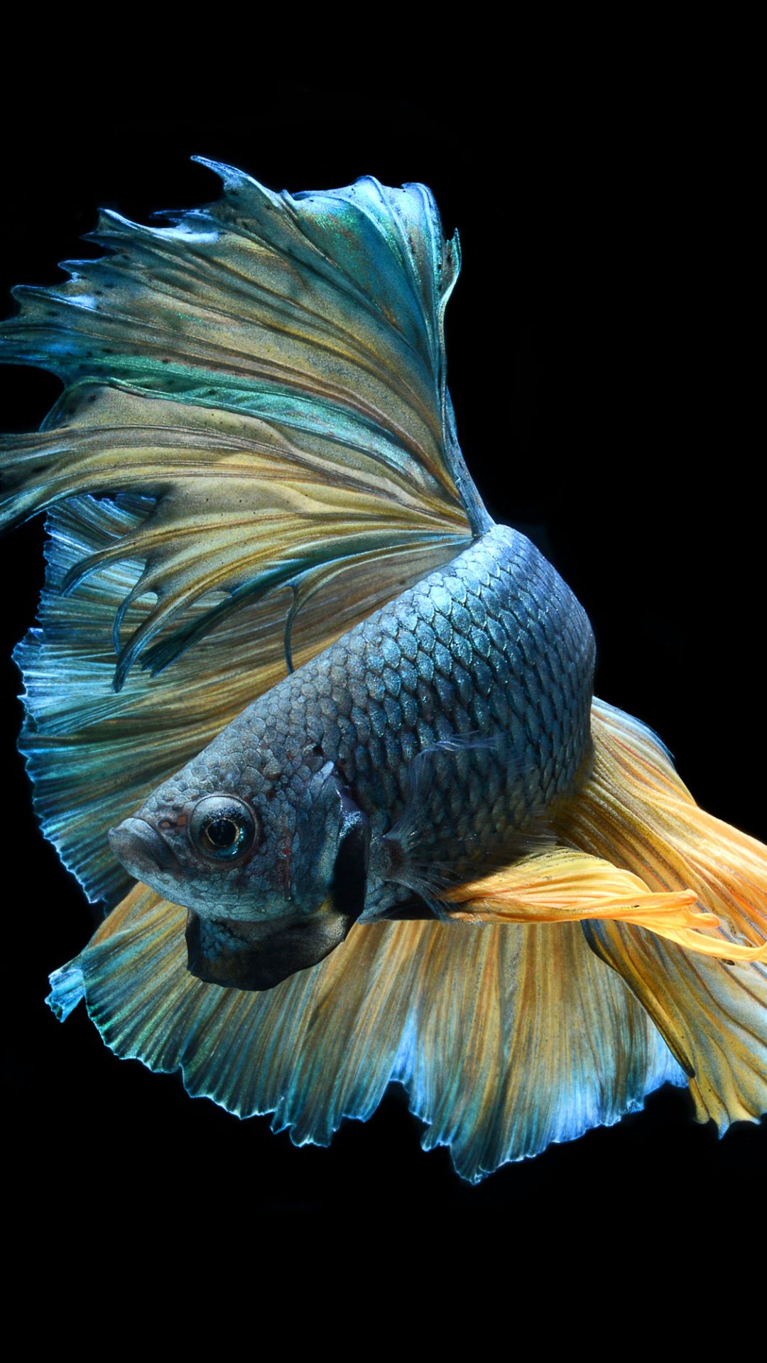 Fish Wallpaper Iphone - Betta Fish - HD Wallpaper 