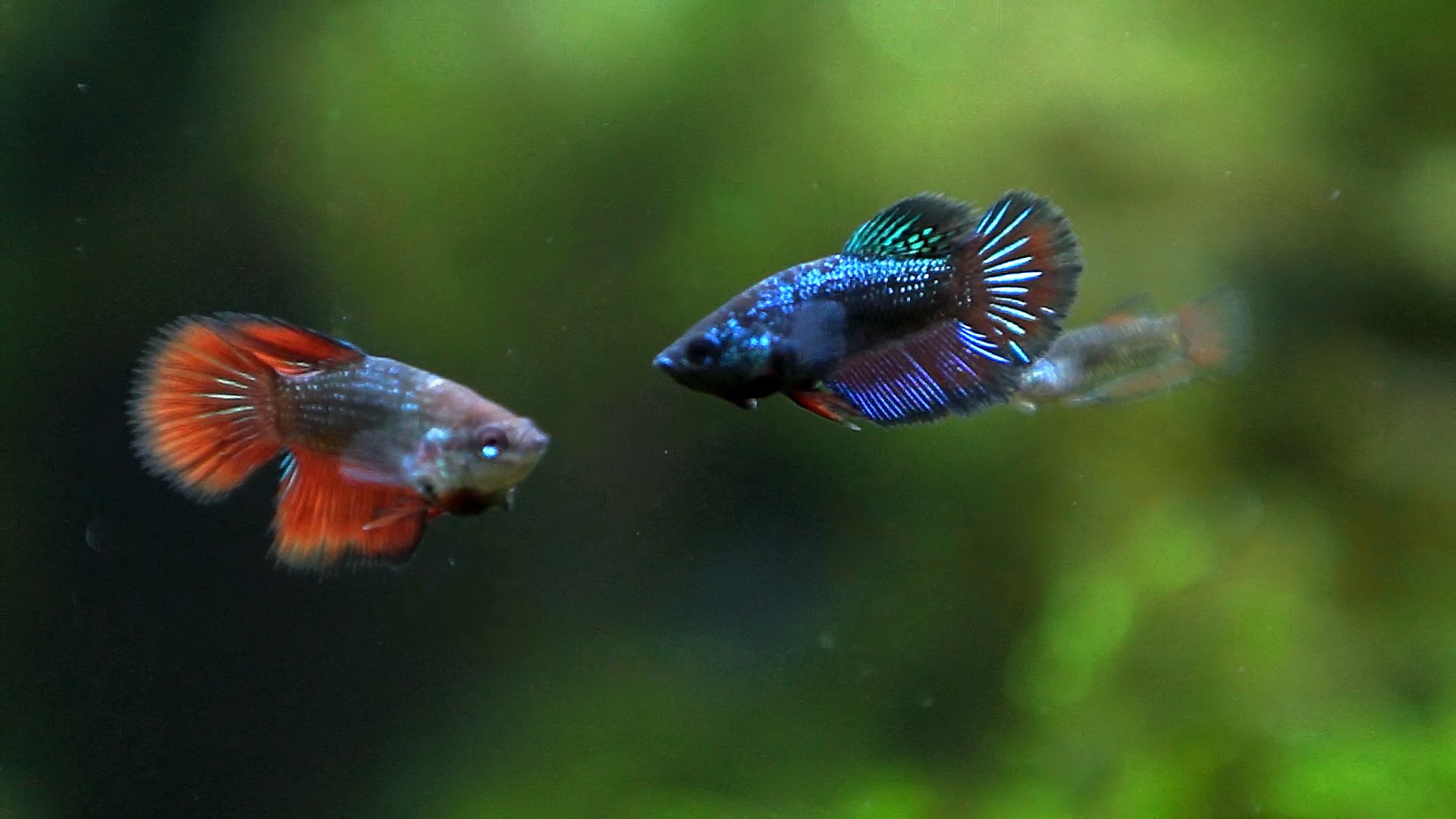 The Pros And Cons Of Owning A Betta Fish In College - Betta Fish 6 Months - HD Wallpaper 