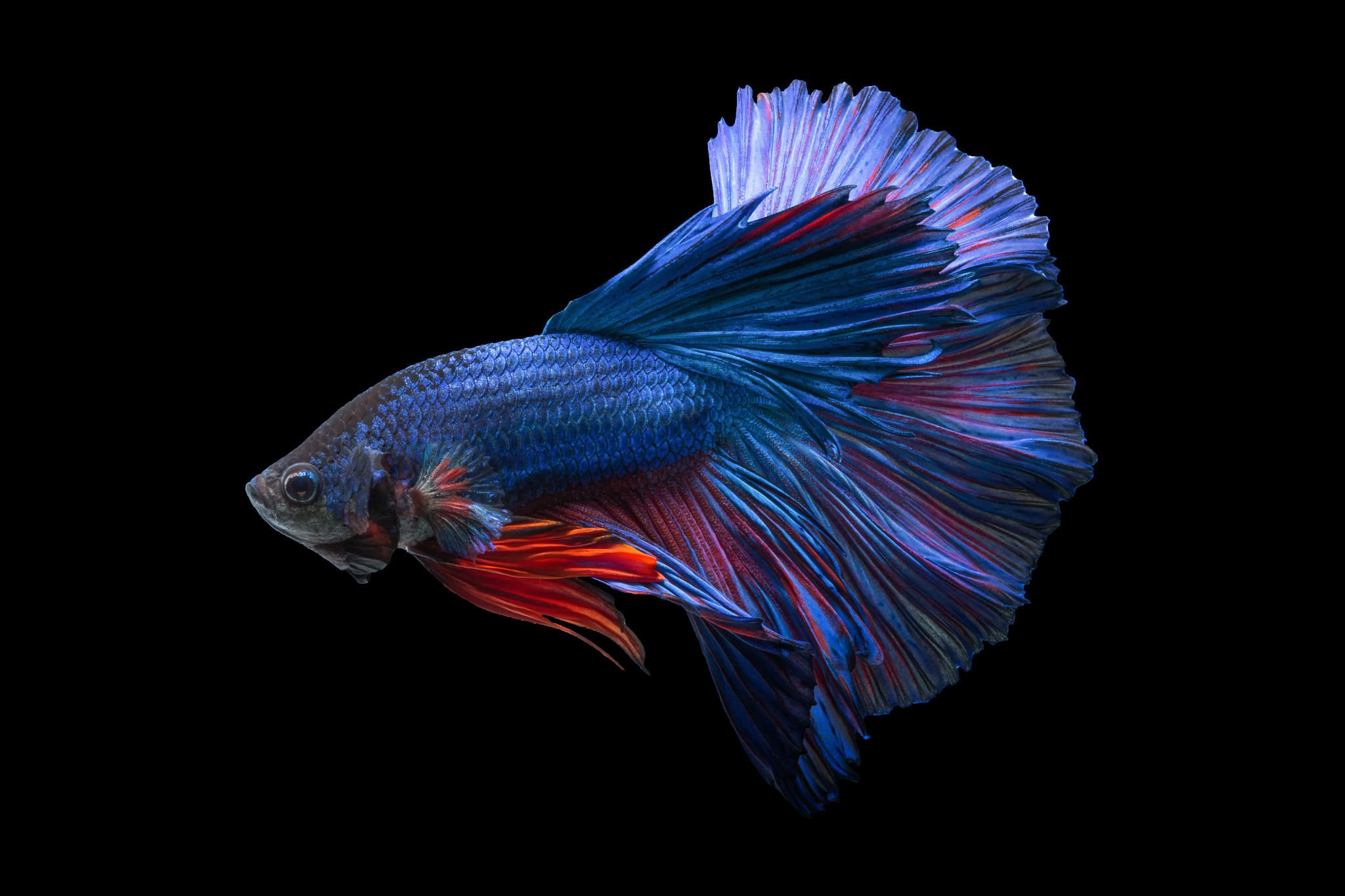 Siamese Psychedelic Betta - HD Wallpaper 
