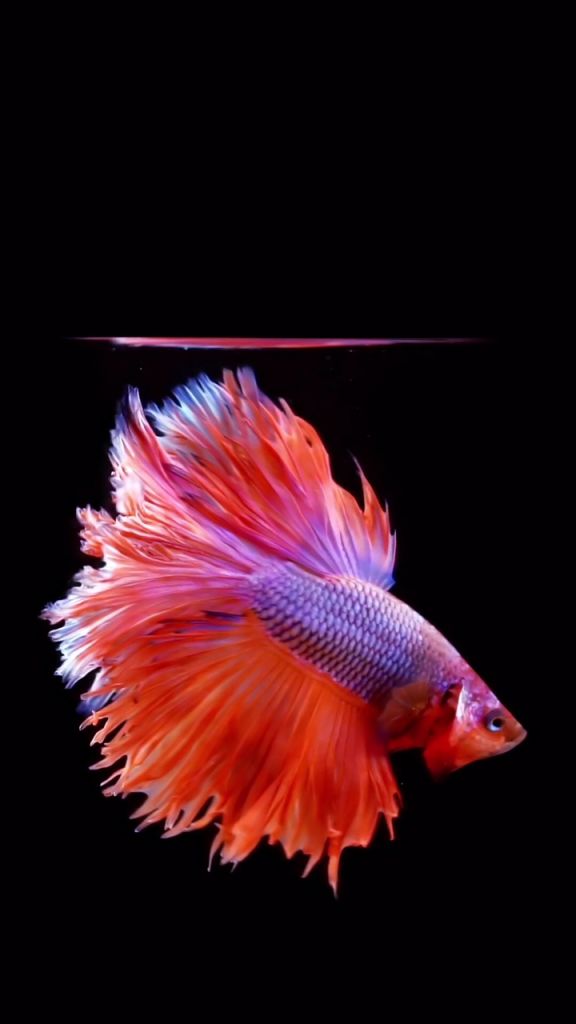 New Apple Wallpaper Xs - 576x1024 Wallpaper New Apple Wallpaper Xs - 576x1024 Wallpaper