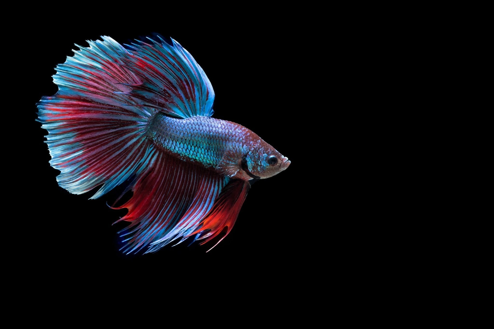 2048x1365, 100 Fish Wallpaper Mac Fish Wallpapers 881 - Iphone 6s Betta Fish Wallpaper Hd - HD Wallpaper 