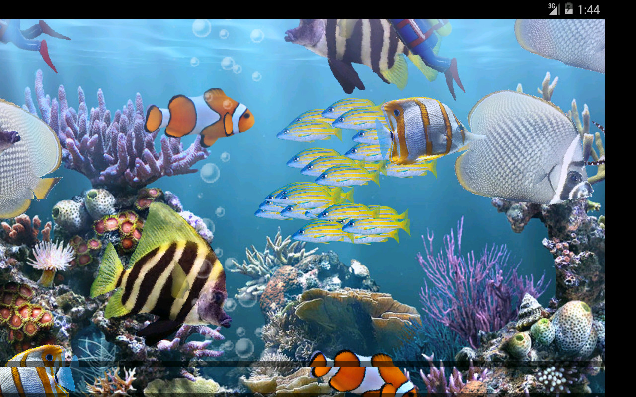 Real Aquarium - HD Wallpaper 