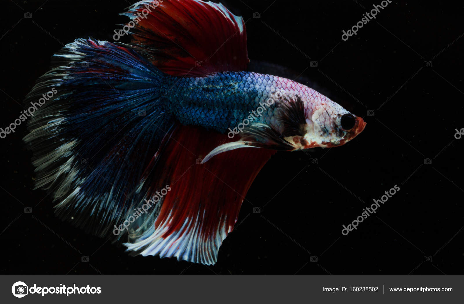 Cat Orange Eyes Black Background - HD Wallpaper 