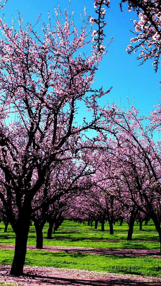 Spring Wallpaper Iphone 7 Plus - HD Wallpaper 