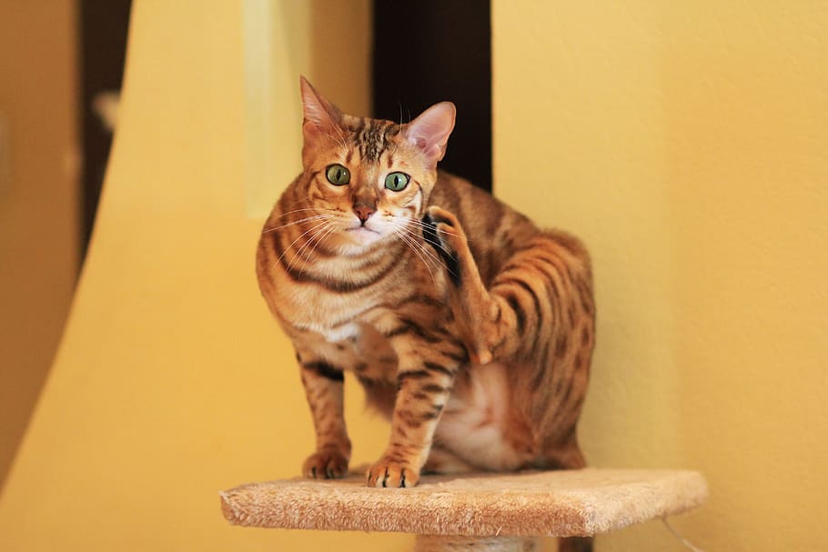 Brown Bengals On Brown Starching Pole, Card, Bengal - HD Wallpaper 