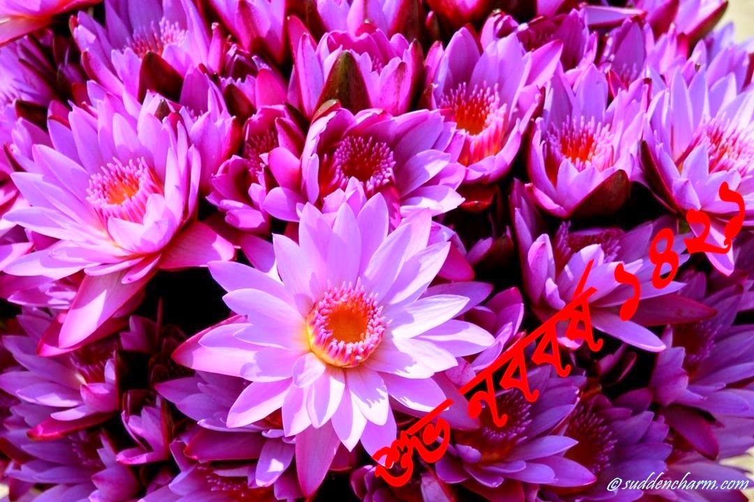 Chrysanths - HD Wallpaper 