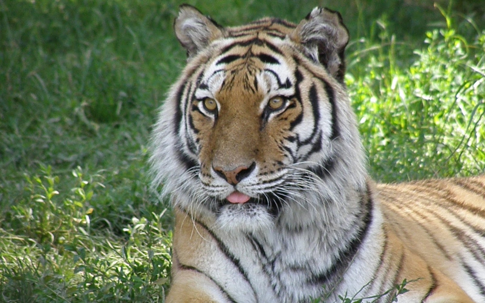 Tiger Wallpapers - Dartmoor Zoological Park - HD Wallpaper 