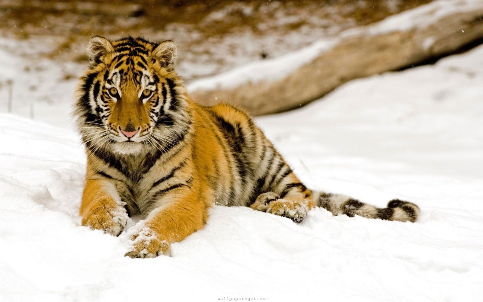 Tiger Wallpapers - Wildlife Wallpaper Hd - HD Wallpaper 
