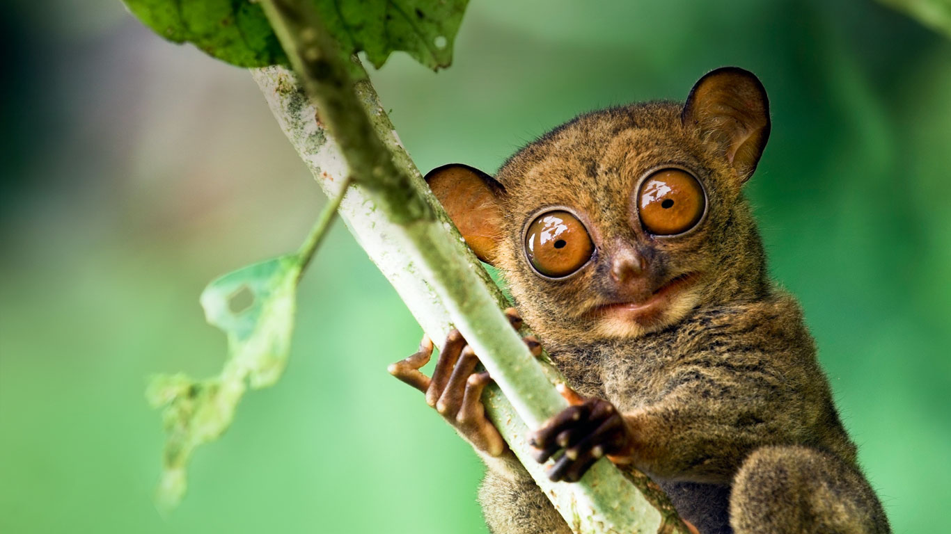 Horsfield S Tarsier In The Rainforest Of Danum Valley, - Tarsier Bohol - HD Wallpaper 