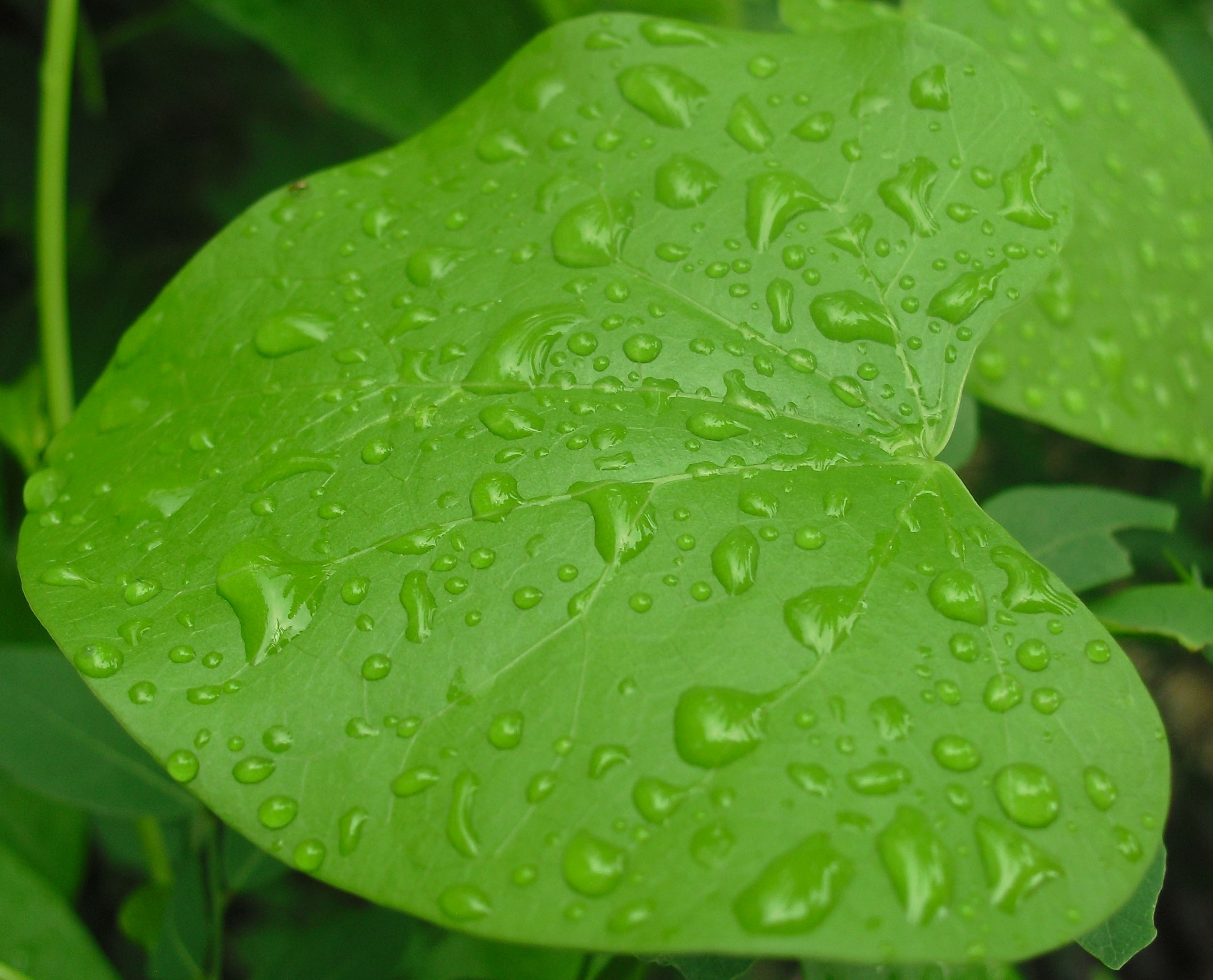 Rain Drop Shanto - Rain In Bangladesh Village - HD Wallpaper 