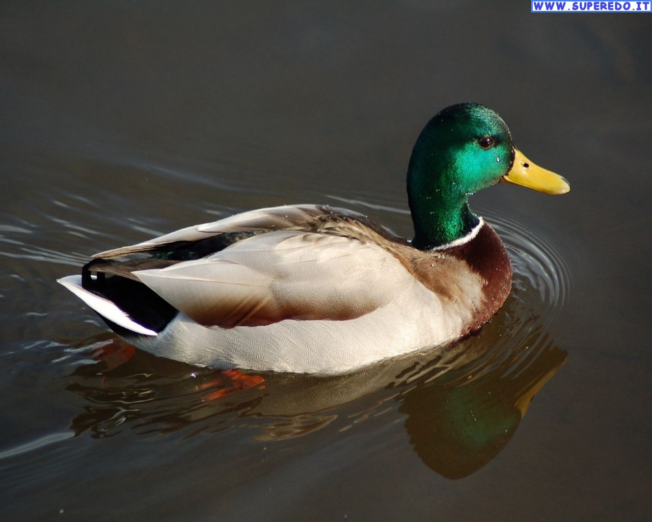 Ducks - عکس اردک و مرغابی - HD Wallpaper 