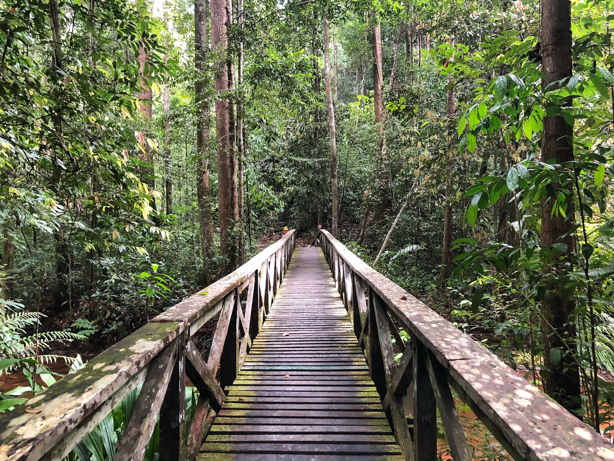 Sarawak Borneo Jungle Bridge Walk - Old-growth Forest - HD Wallpaper 