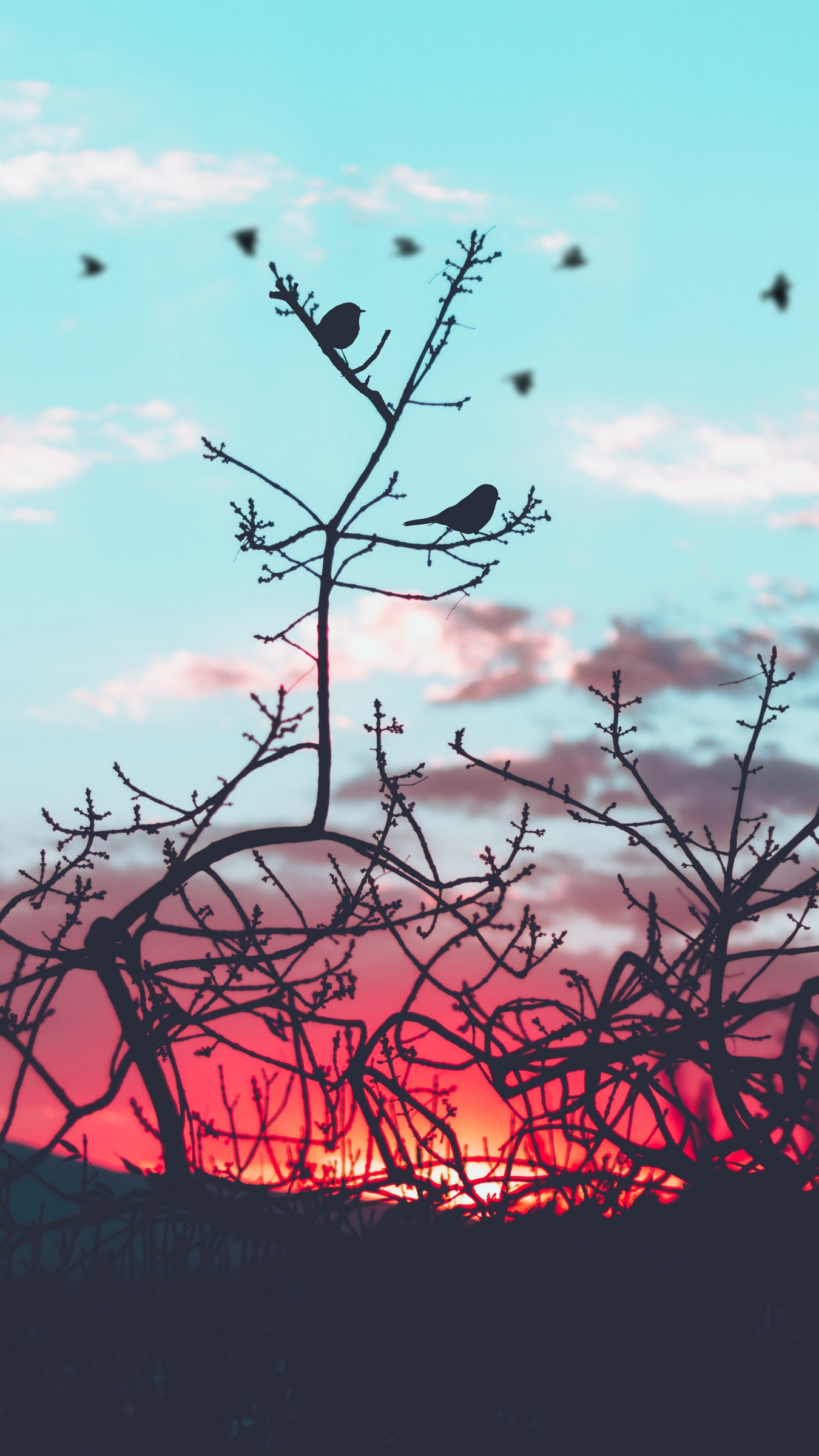 Wallpaper Birds, Branches, Silhouette, Sky - Birds In Sky Wallpaper Red Phone - HD Wallpaper 