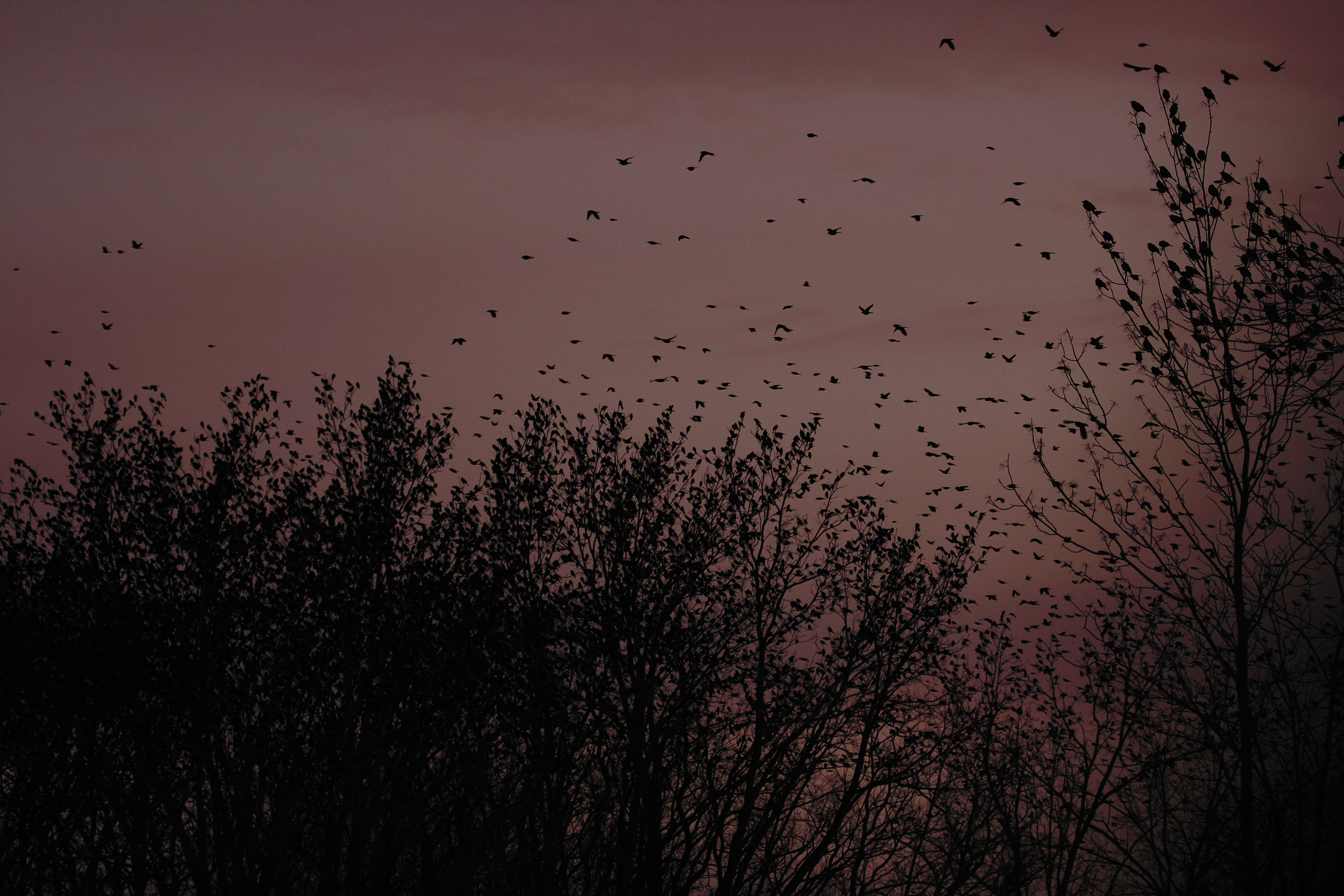 Birds Black Branches Purple Sunset Trees Wallpaper - HD Wallpaper 
