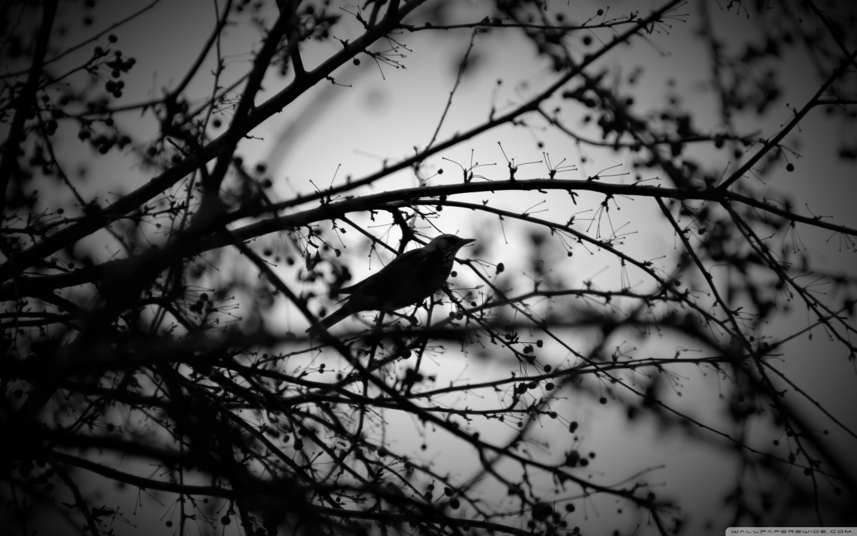 Birds On Trees Iphone - HD Wallpaper 