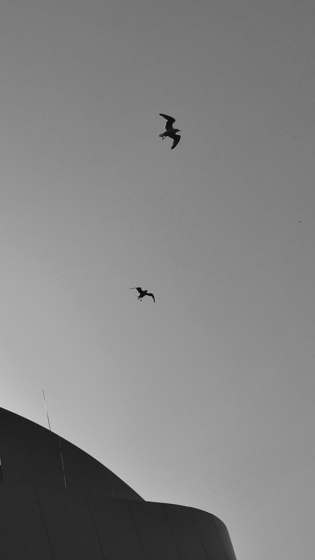 Seabird - HD Wallpaper 