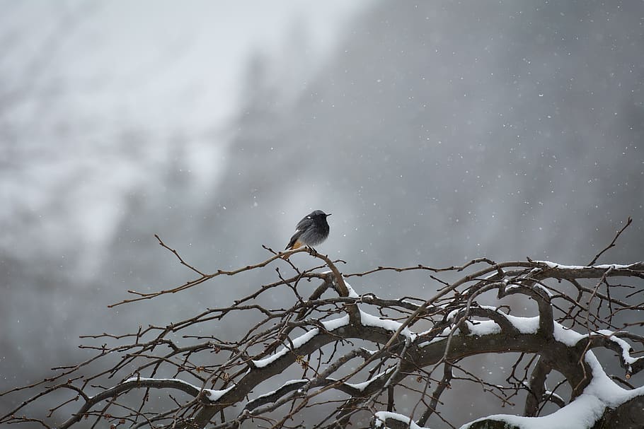 Bird, Tree, Winter, Snow, Snowflakes, Aesthetic, Branches, - HD Wallpaper 