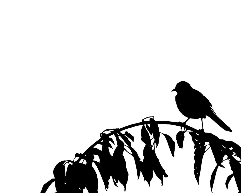 Flying Bird Photo Albumflying Bird Wallpaper Flying - Kartun Sangkar Bird Hitam Putih - HD Wallpaper 