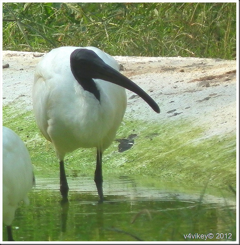Black Headed White Bird - Ibis - HD Wallpaper 