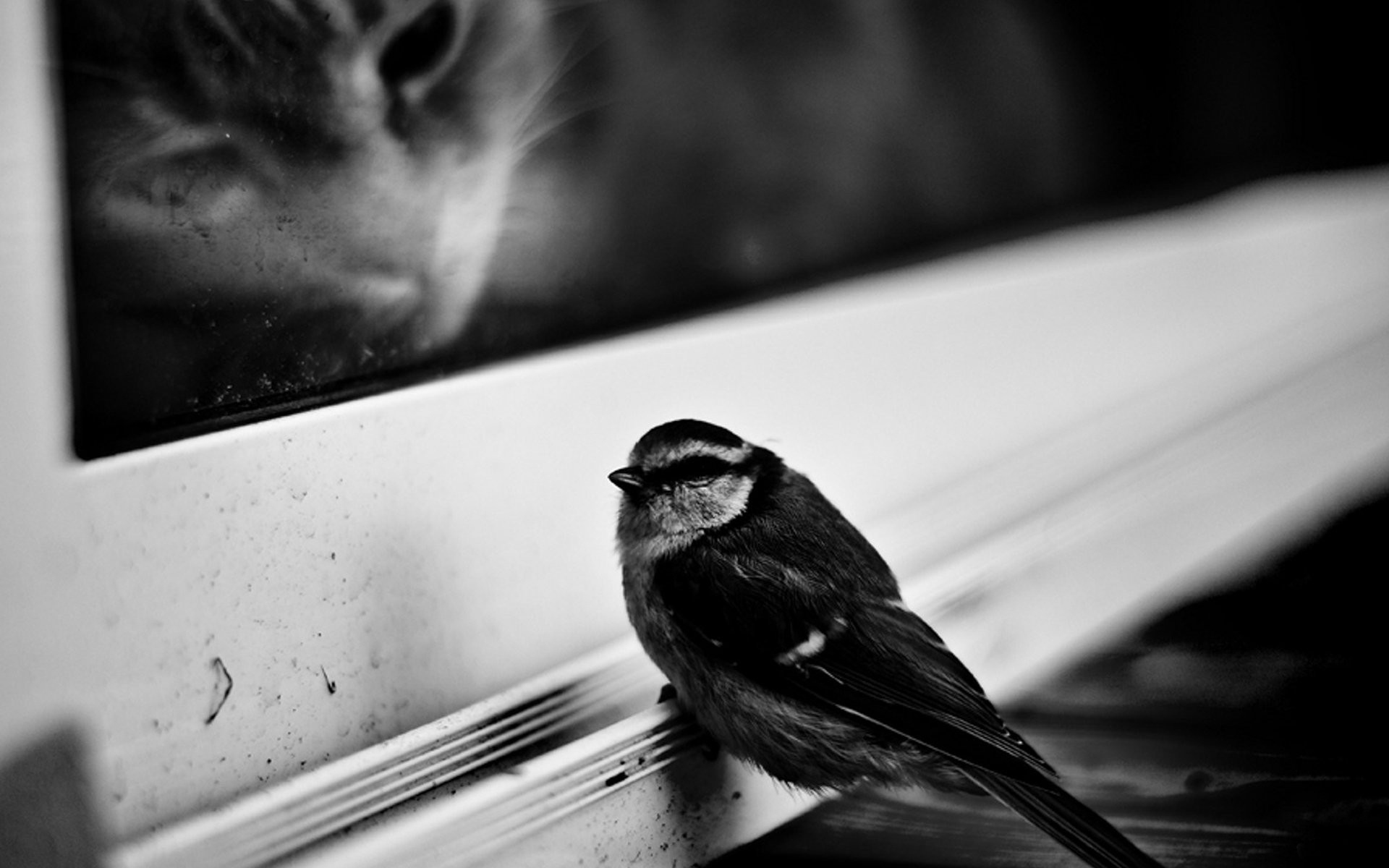 Wallpaper Sparrow, Bird, Window Sill, Cat, Hunting, - Grayscale Bird - HD Wallpaper 