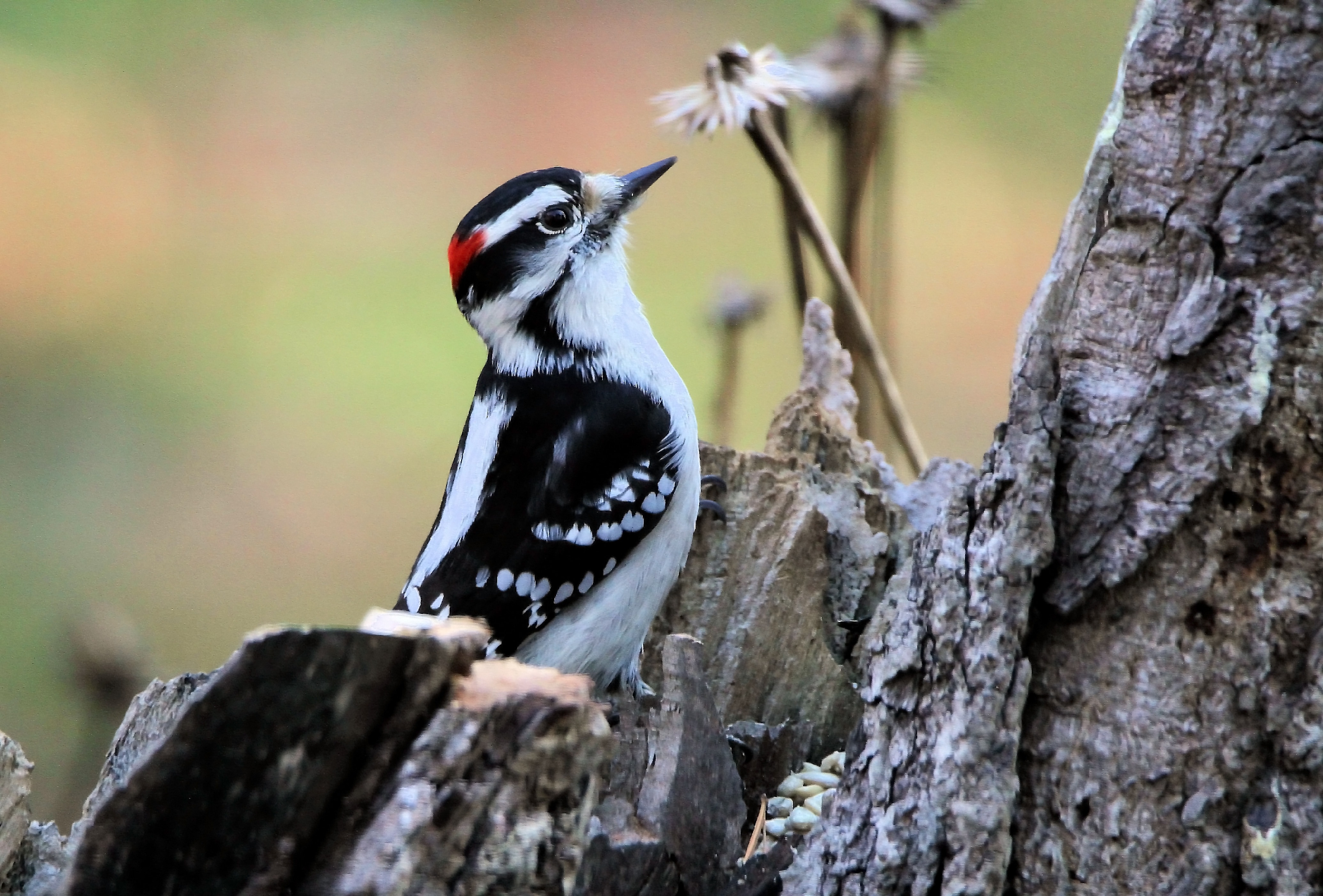 Black And White Bird Wallpaper - HD Wallpaper 