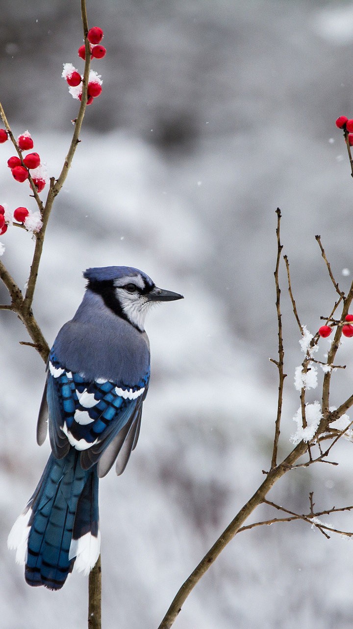 Jay, Branches, Snow, Winter, Bird, Berries Photo - Blue Jay In Winter Background - HD Wallpaper 
