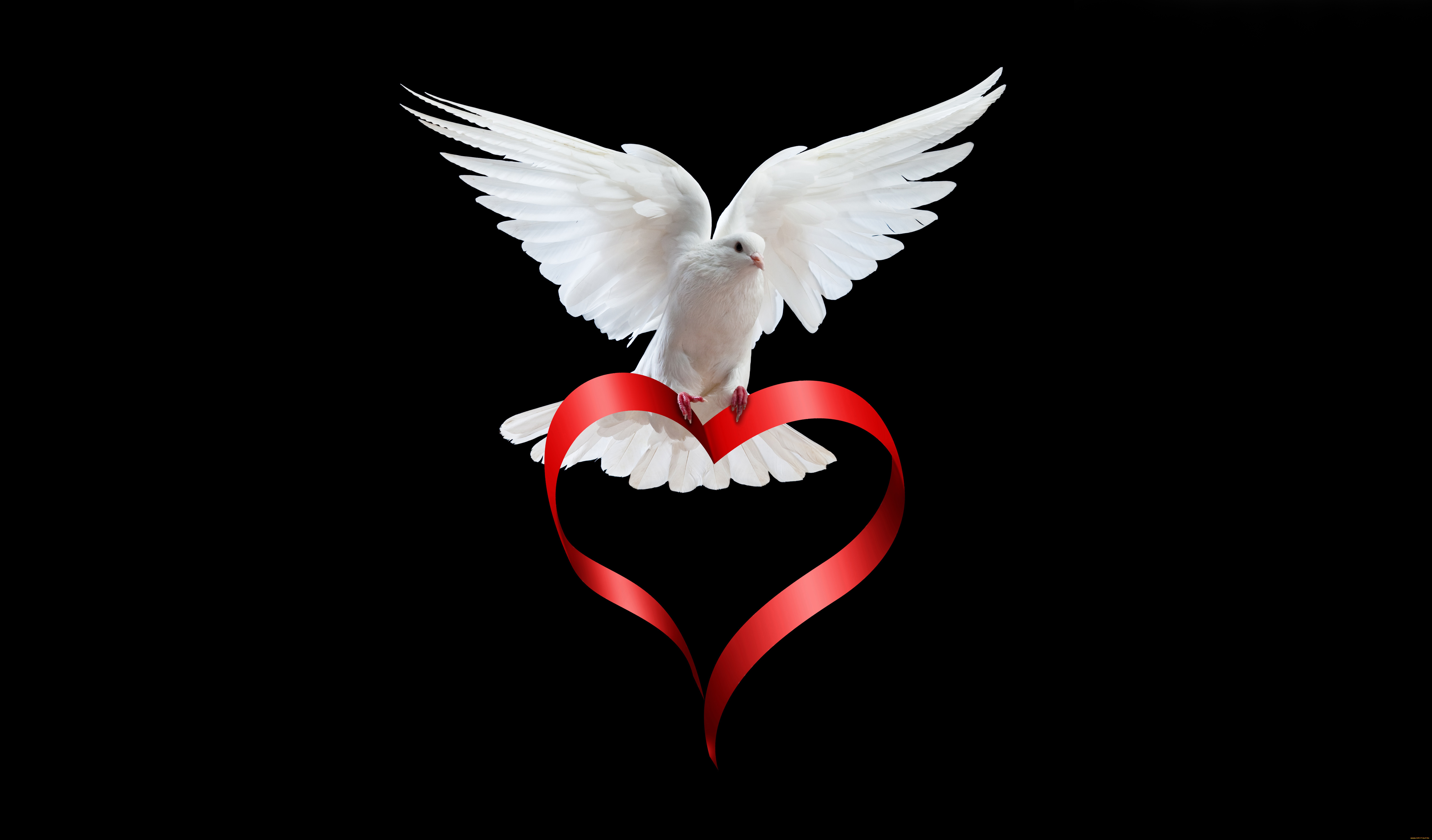 Love White Dove Bird - HD Wallpaper 