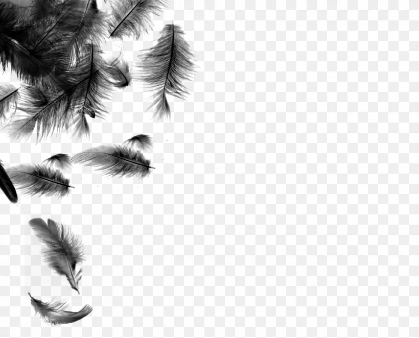 White Feather Bird Desktop Wallpaper, Png, 960x776px, - HD Wallpaper 