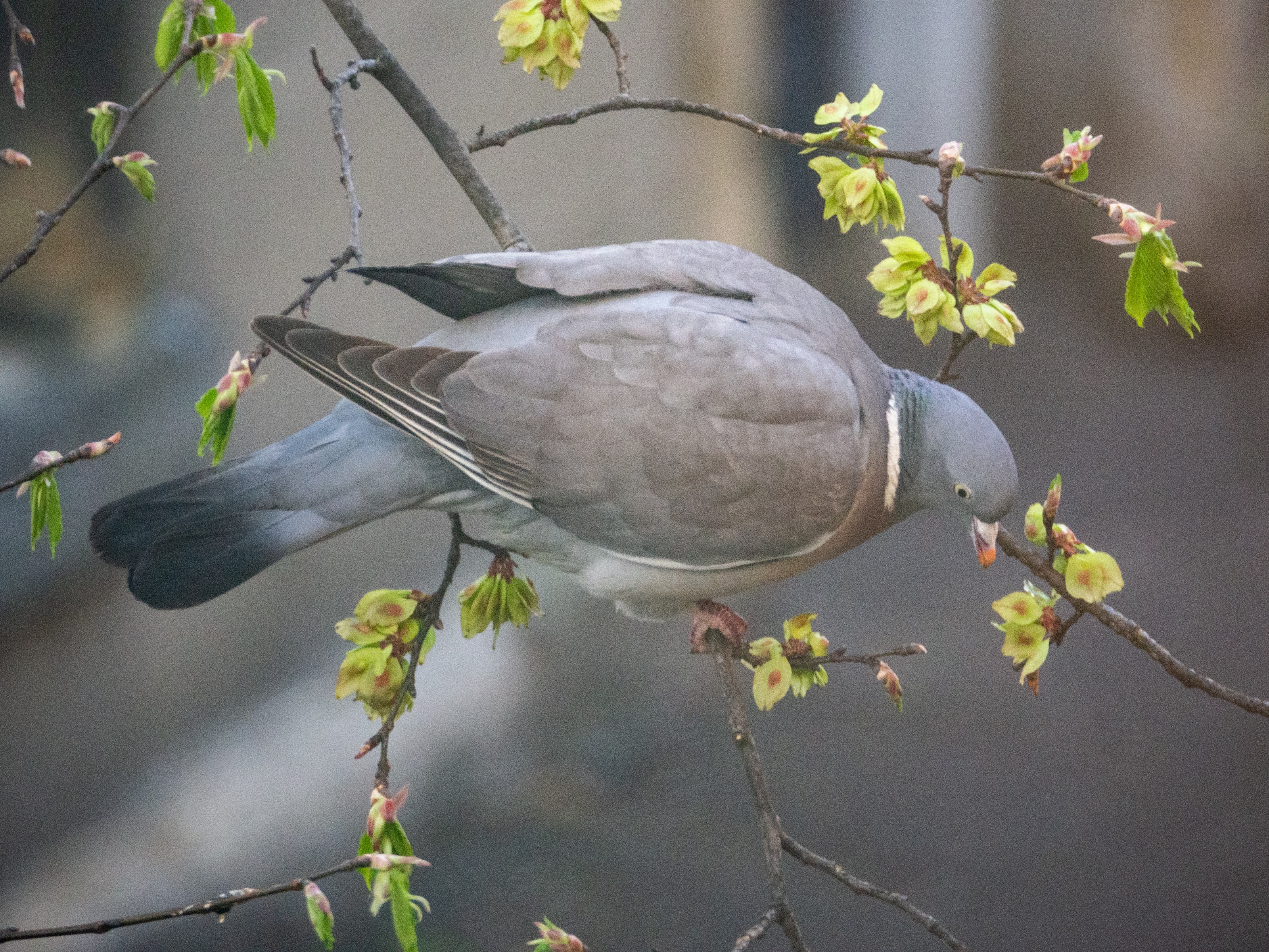 Wallpaper With Birds On Branches - HD Wallpaper 