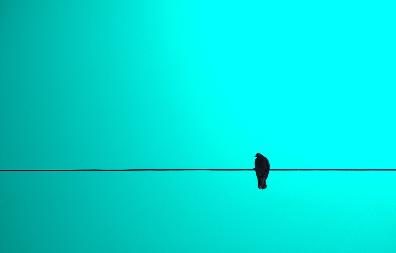 Photo Wallpaper Sky, Blue, Bird, Minimalism, Wire - Wire - HD Wallpaper 