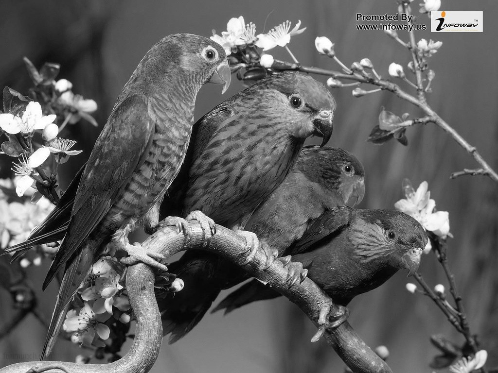 Digital Bird Wallpaper Hd - HD Wallpaper 