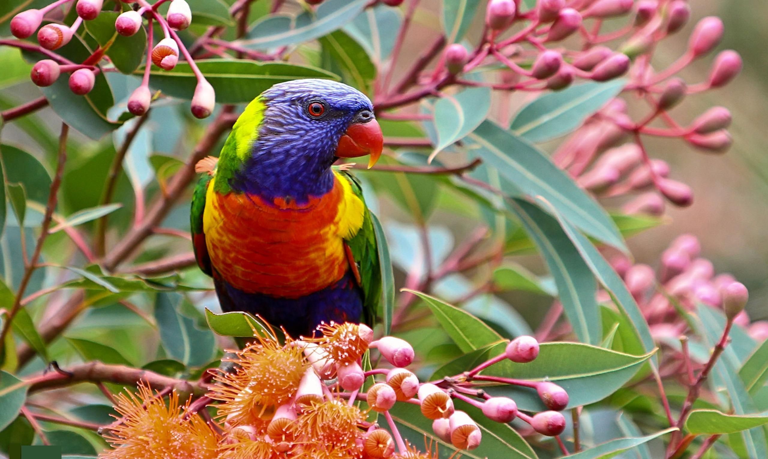 Rainbow Lorikeets 2560x1531 Wallpaper Teahub Io