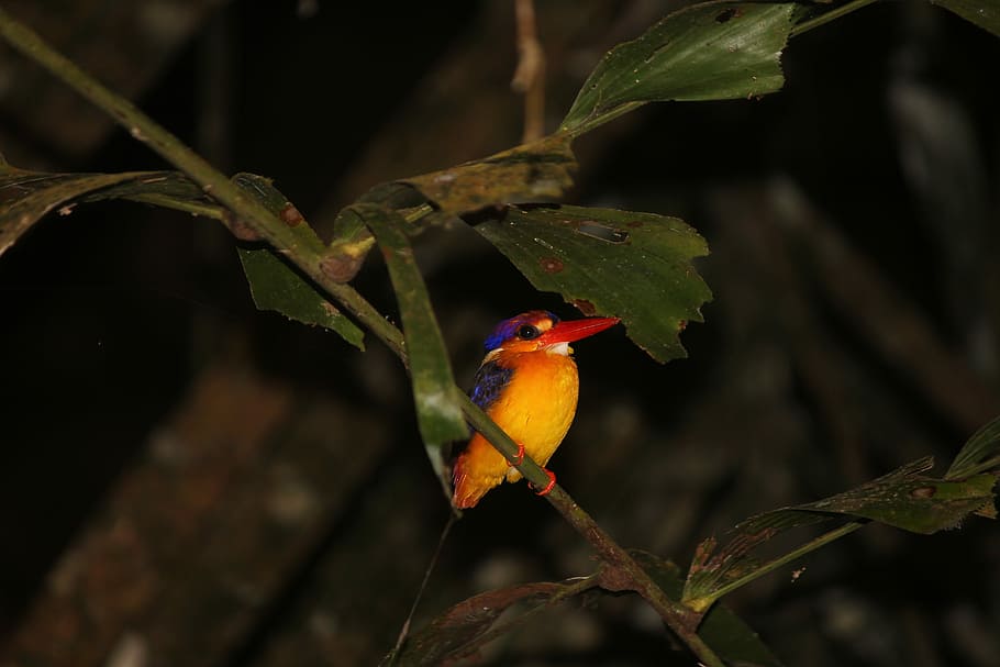 Oriental Dwarf Kingfisher, Foliage, Colourful Birds, - Oriental Dwarf Kingfisher - HD Wallpaper 