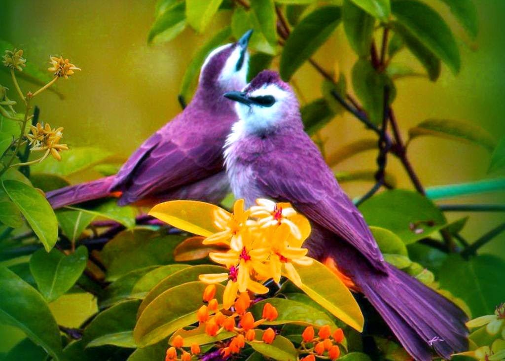 Cute Colorful Birds Wallpaper - Most Beautiful Love Birds - HD Wallpaper 