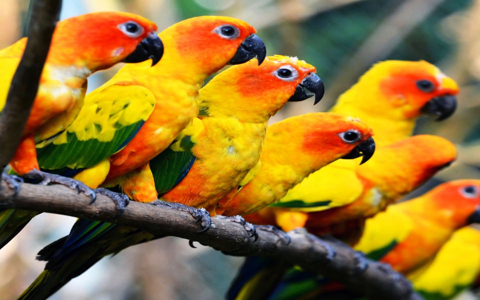 Flock Of Tropical Birds - HD Wallpaper 